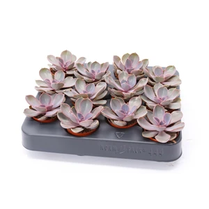 Echeveria 'Purple Pearl' - image 2