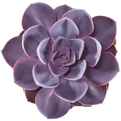 Echeveria 'Purple Pearl' - image 1