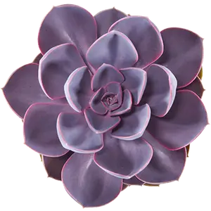 Echeveria 'Purple Pearl' - image 1