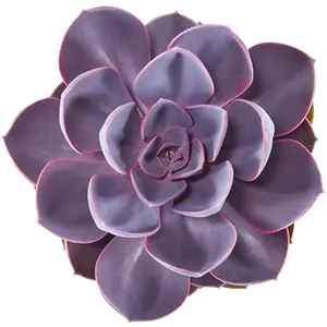 Echeveria 'Purple Pearl' - image 2