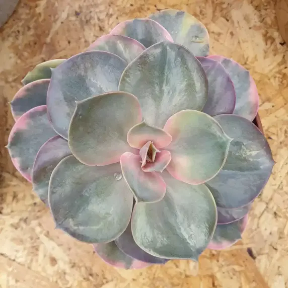 Echeveria 'Rainbow' - image 3