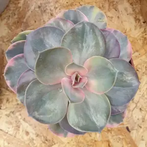 Echeveria 'Rainbow' - image 3