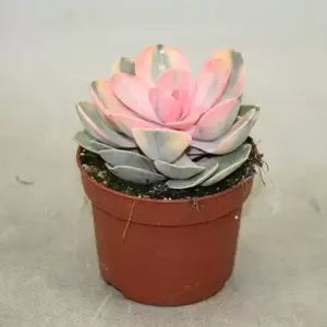 Echeveria 'Rainbow' - image 2