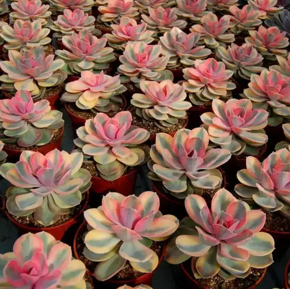 Echeveria 'Rainbow' - image 1