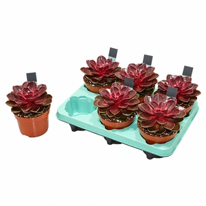 Echeveria 'Red Ruby'