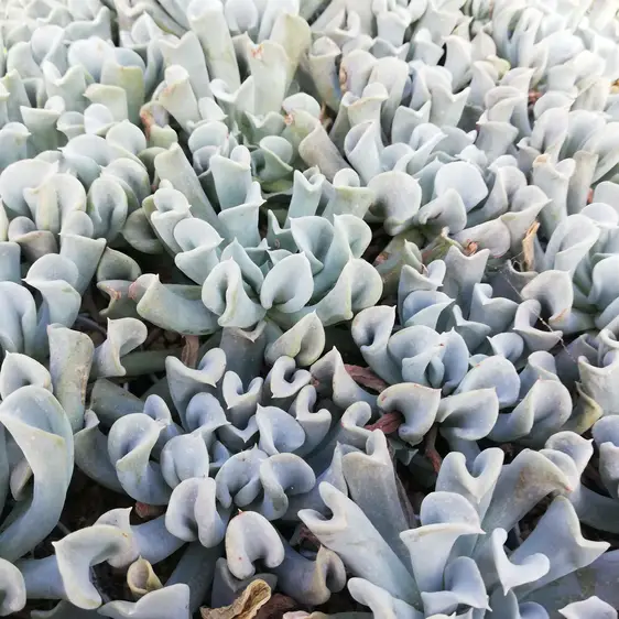 Echeveria runyonii - image 1