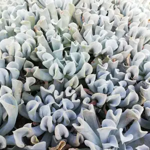 Echeveria runyonii - image 1