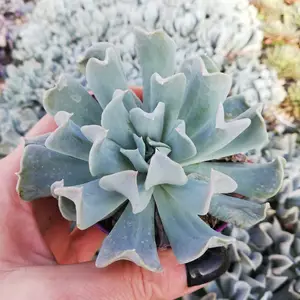 Echeveria runyonii - image 2