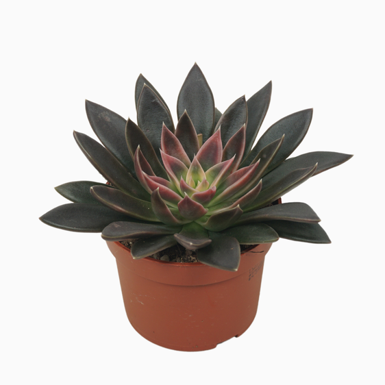 Echeveria 'Serrana' 8.5cm - image 1