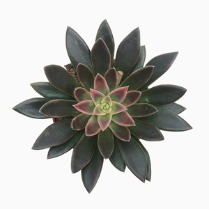 Echeveria 'Serrana' 8.5cm - image 2