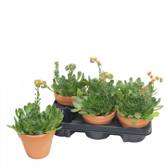 Echeveria setosa