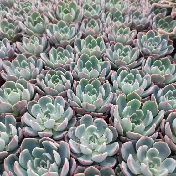 Echeveria sitifukumiana