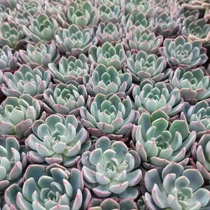 Echeveria sitifukumiana