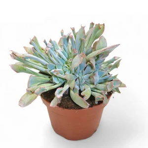 Echeveria 'Trumpet Pinky'