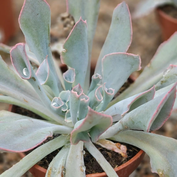 Echeveria 'Trumpet Pinky' - image 1