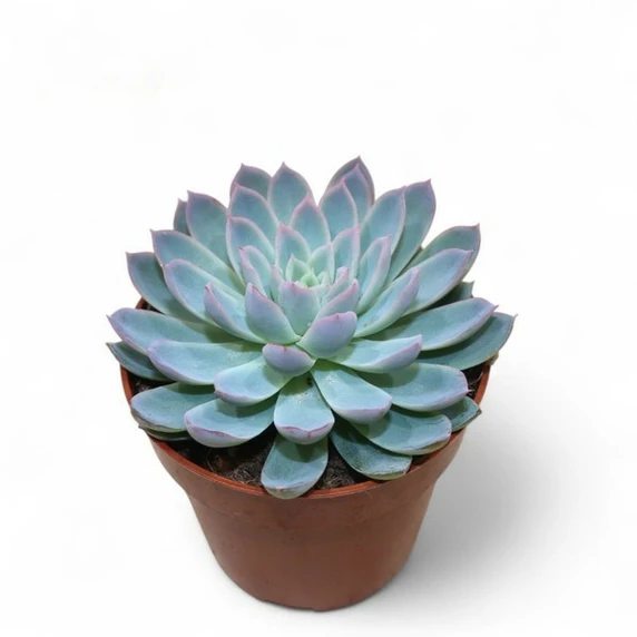 Echeveria 'Violet Queen'