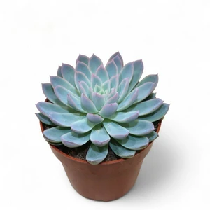 Echeveria 'Violet Queen'