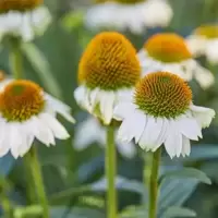 Echinacea