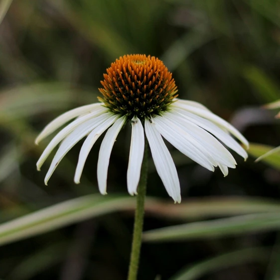 Echinacea purpurea 'Alba'