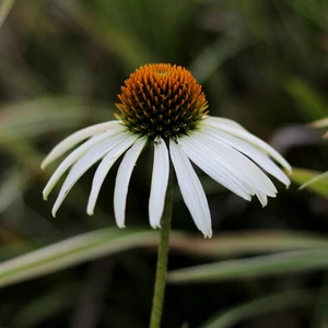 Echinacea purpurea 'Alba'