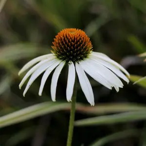 Echinacea purpurea 'Alba' 1L - image 1