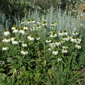 Echinacea purpurea 'Alba' 1L - image 2