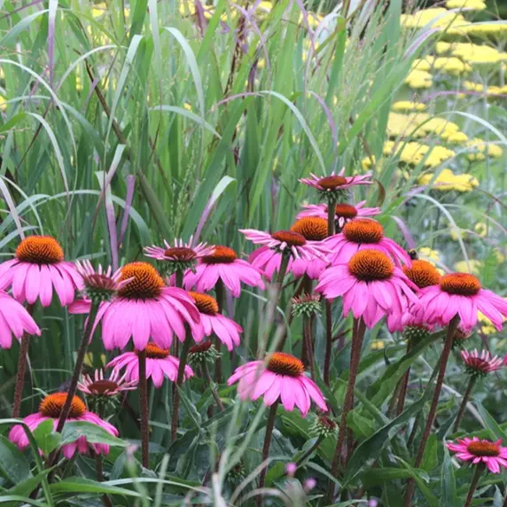 Echinacea purpurea 'Bressingham Hybrids'
