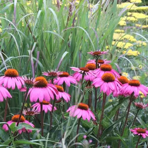 Echinacea purpurea 'Bressingham Hybrids'