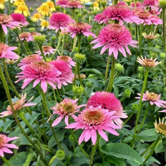 Image Credit: Allensmore Nurseries