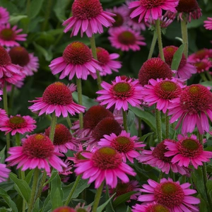 Picture Credit - Walters Gardens Inc.