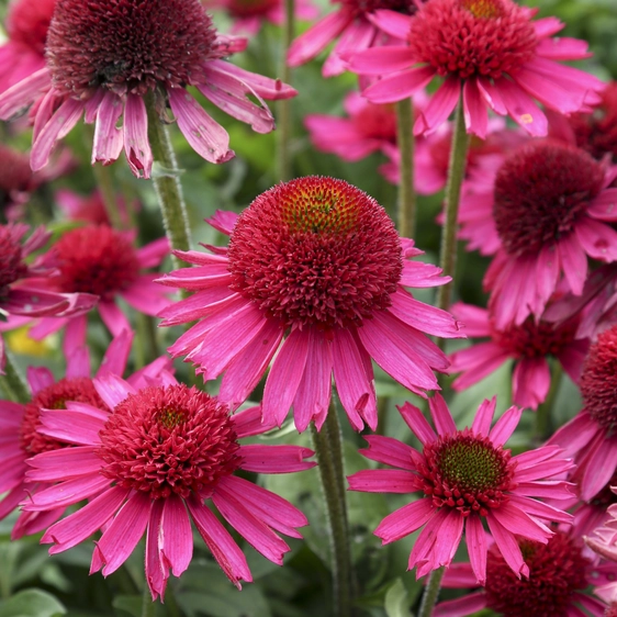 Picture Credit - Walters Gardens Inc.