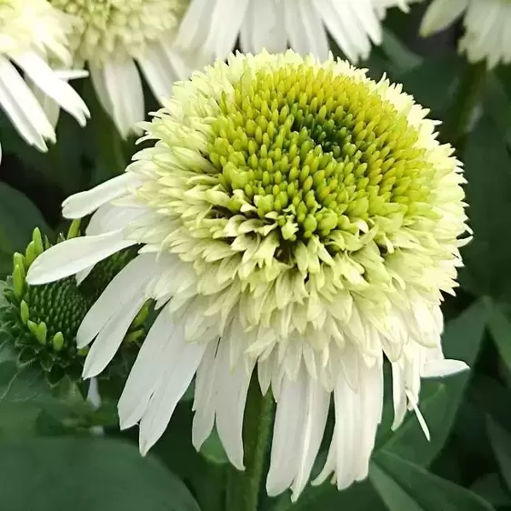 Echinacea 'Delicious Nougat'