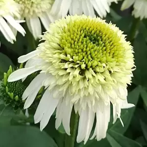 Echinacea 'Delicious Nougat'
