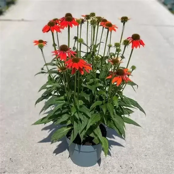 Echinacea 'Lakota Orange' 3L