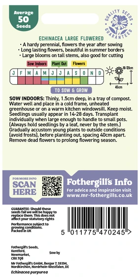 Echinacea Large Flowered - image 2