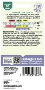 Echinacea Large Flowered - image 2