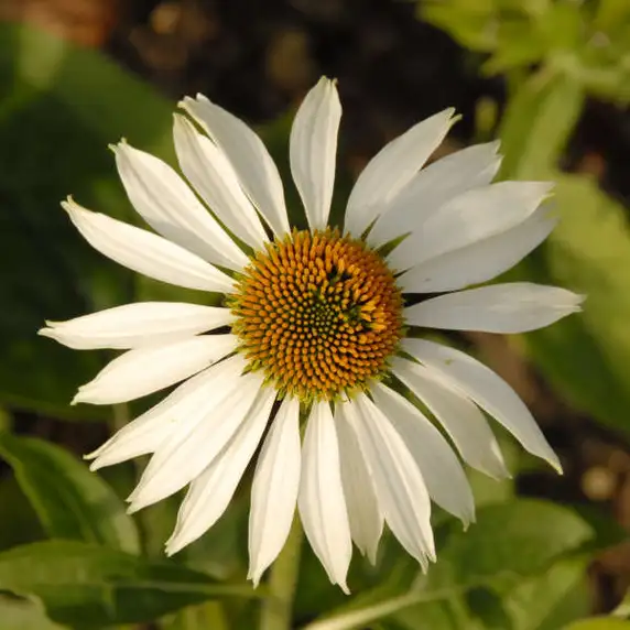 Picture - Walter's Gardens Inc.