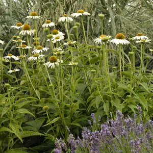 Picture - Walter's Gardens Inc.