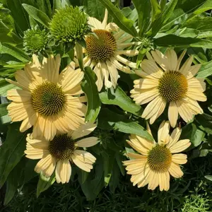 Echinacea purpurea 'Meditation Lime' - image 1