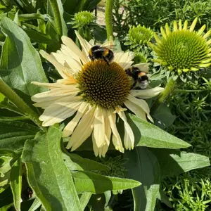 Echinacea purpurea 'Meditation Lime' - image 2