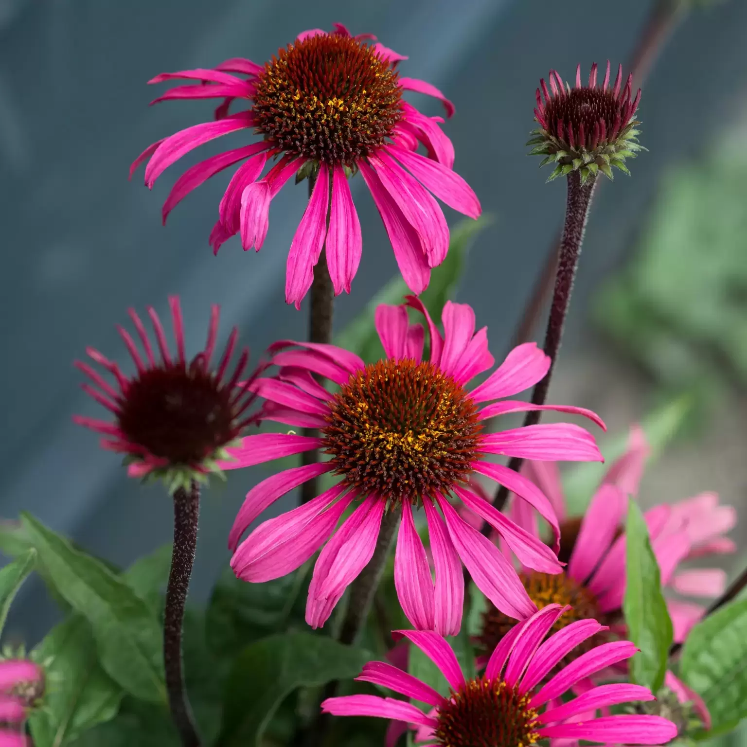 Echinacea 'Mooodz Awake' 2L Cowell's Garden Centre Woolsington