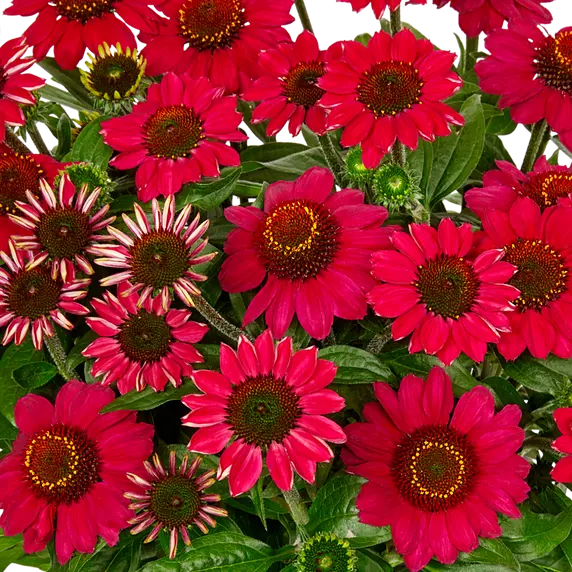 Echinacea 'Mooodz Flirty' - image 3