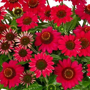 Echinacea 'Mooodz Flirty' - image 3