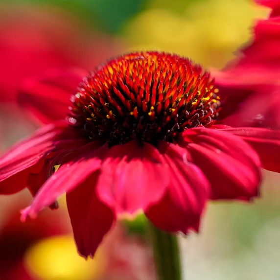 Echinacea 'Mooodz Flirty' - image 4