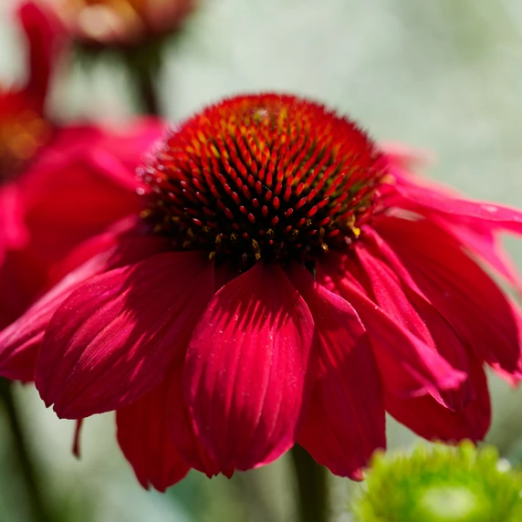 Echinacea 'Mooodz Flirty' - image 5