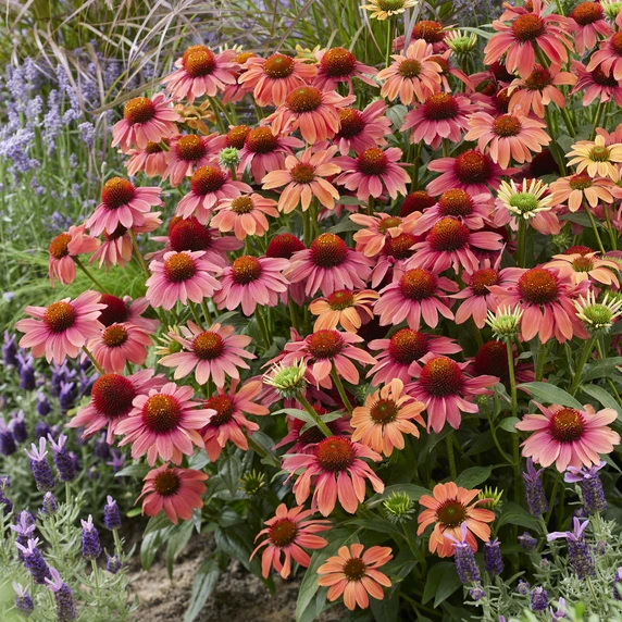 Echinacea 'Mooodz Sympathy' 3L - image 2