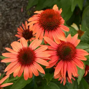 Picture - Syngenta Flowers