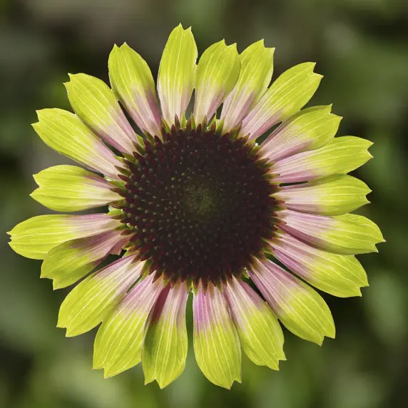 Picture - Syngenta Flowers