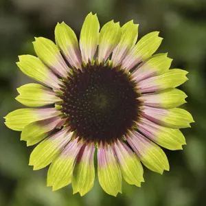 Picture - Syngenta Flowers