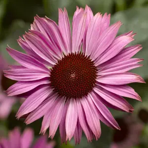 Echinacea purpurea 'Prairie Splendor Rose' 1L